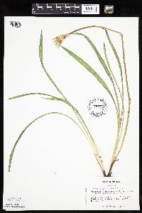 Agoseris glauca var. glauca image