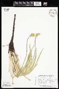 Agoseris glauca image