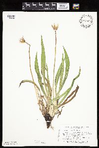 Agoseris glauca var. glauca image