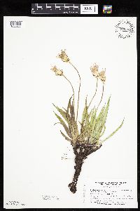 Agoseris glauca image