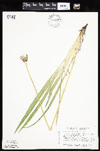 Agoseris glauca image