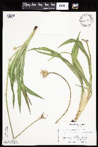 Agoseris glauca image