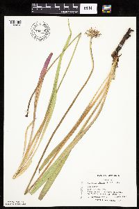 Agoseris glauca var. glauca image