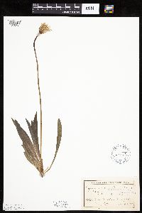 Agoseris glauca var. glauca image