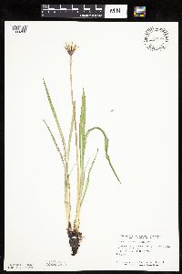 Agoseris glauca var. glauca image