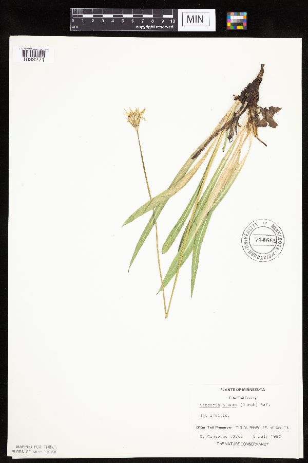 Agoseris glauca var. glauca image