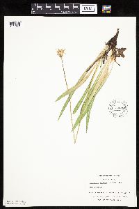 Agoseris glauca image