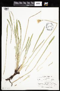 Agoseris glauca image