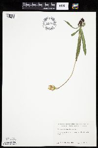 Agoseris glauca image