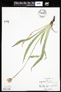 Agoseris glauca image