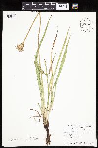 Agoseris glauca image