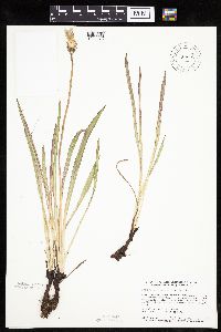 Agoseris glauca image