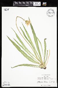 Agoseris glauca image