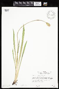 Agoseris glauca image