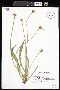 Agoseris glauca image