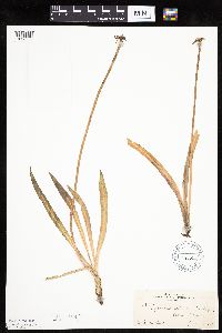 Agoseris glauca image