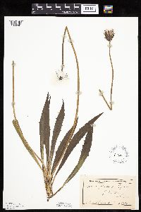 Agoseris glauca image