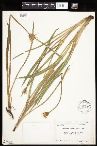 Agoseris glauca var. glauca image