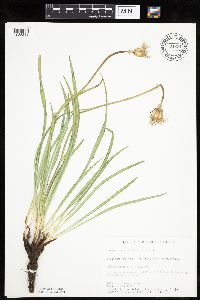 Agoseris glauca image
