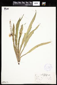 Agoseris glauca image