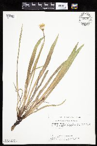 Agoseris glauca image