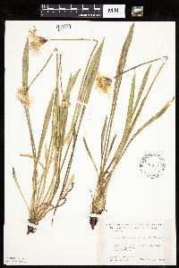 Agoseris glauca image