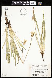 Agoseris glauca image