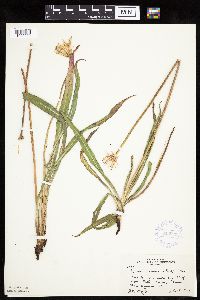 Agoseris glauca var. glauca image