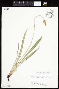 Agoseris glauca image
