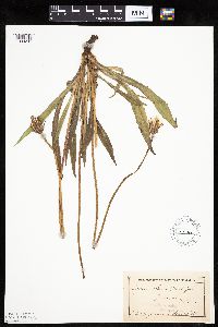 Agoseris glauca image