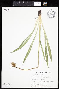 Agoseris glauca image