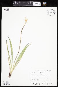Agoseris glauca image