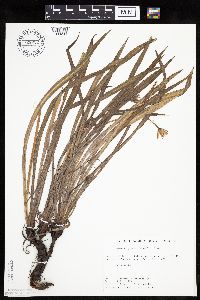 Agoseris glauca image