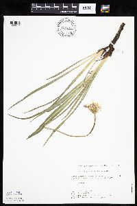 Agoseris glauca image