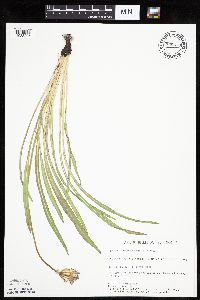 Agoseris glauca image