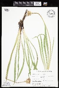 Agoseris glauca image