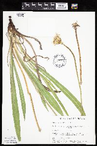 Agoseris glauca image