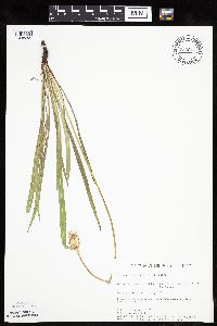 Agoseris glauca image