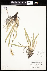 Agoseris glauca var. glauca image