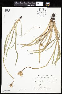 Agoseris glauca image