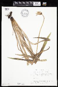 Agoseris glauca image