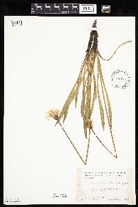 Agoseris glauca image