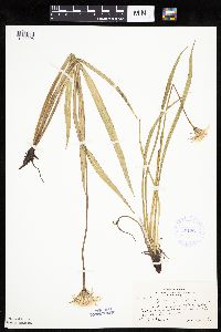 Agoseris glauca image