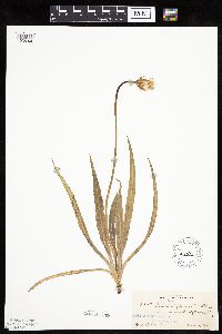 Agoseris glauca image