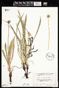 Agoseris glauca image