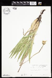 Agoseris glauca image