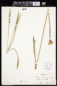 Agoseris glauca image