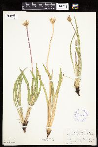 Agoseris glauca image