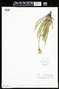 Agoseris glauca image