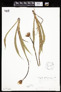 Agoseris glauca image
